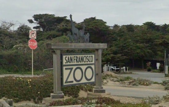 Heartbreak at SF Zoo as Staff Say Goodbye to Elder Lemur and Spotted Penguin
