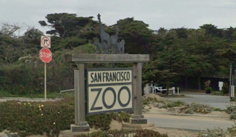 Heartbreak at SF Zoo as Staff Say Goodbye to Elder Lemur and Spotted Penguin