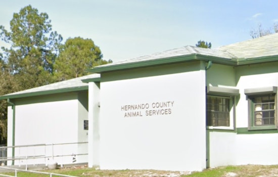 Hernando County Sheriff's Office Celebrates Remarkable Year for Animal Services with Increased Live Release Rates and Operational Efficiency