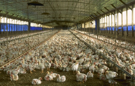 Highly Pathogenic Avian Influenza Strikes Again in Walker County, Georgia Poultry Flock