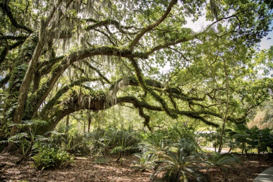 Hillsborough County Celebrates Florida Arbor Day with Interactive "Tree Quest" Event at Local Parks