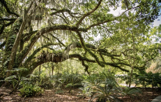Hillsborough County Celebrates Florida Arbor Day with Interactive "Tree Quest" Event at Local Parks