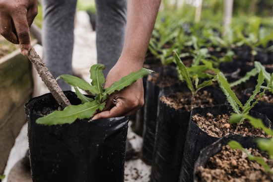 Hillsborough County Offers Array of Free and Affordable Classes for Gardening, Saving, and Life Skills in February