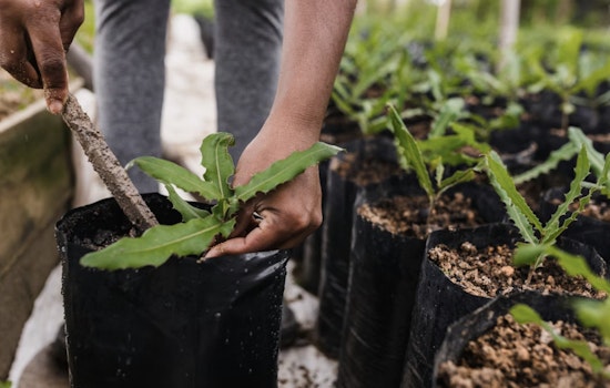 Hillsborough County Offers Array of Free and Affordable Classes for Gardening, Saving, and Life Skills in February