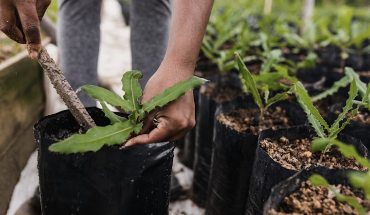 Hillsborough County Offers Array of Free and Affordable Classes for Gardening, Saving, and Life Skills in February