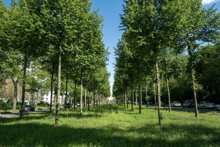 Homestead Secures $49,500 Grant for Urban Tree Reforestation Project to Enhance Local Environment