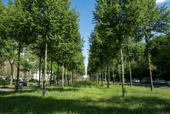 Homestead Secures $49,500 Grant for Urban Tree Reforestation Project to Enhance Local Environment