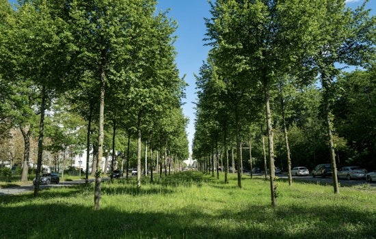Homestead Secures $49,500 Grant for Urban Tree Reforestation Project to Enhance Local Environment