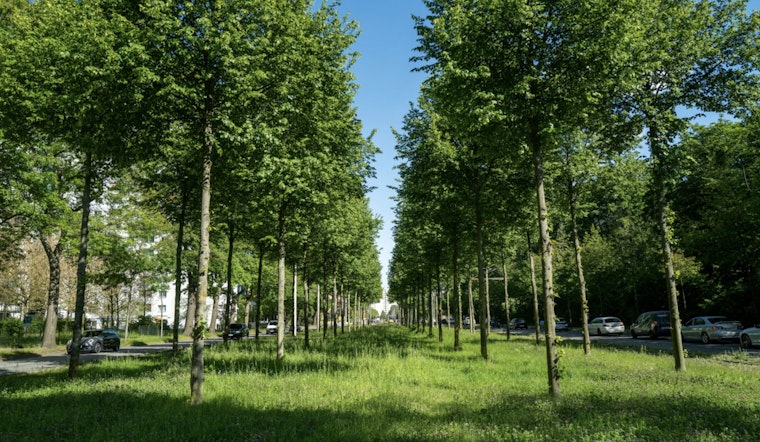 Homestead Secures $49,500 Grant for Urban Tree Reforestation Project to Enhance Local Environment