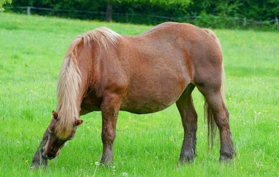 Horse Virus Rumors Spook El Paso as Officials Say Neigh to Outbreak