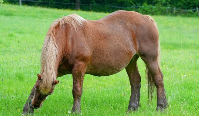 Horse Virus Rumors Spook El Paso as Officials Say Neigh to Outbreak