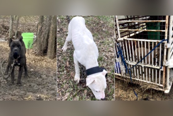 Houston Authorities Rescue Three Dogs Amid Winter Freeze, Fourth Canine Found Deceased