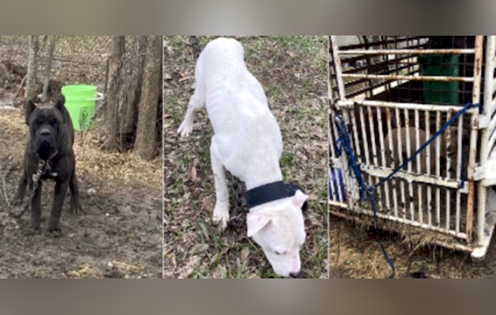 Houston Authorities Rescue Three Dogs Amid Winter Freeze, Fourth Canine Found Deceased