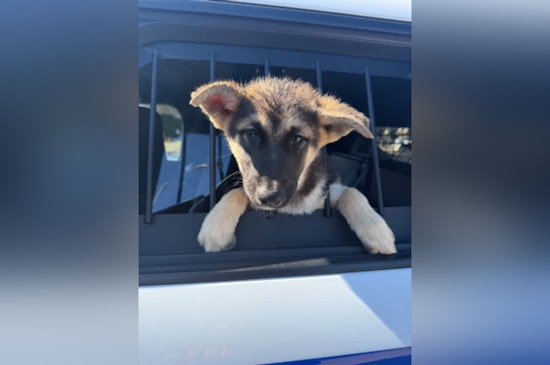 Houston Deputy Pops 'Suspicious' Suitcase, Finds Crying Pup Stuffed Inside