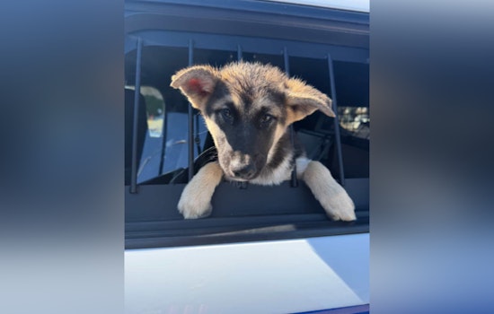 Houston Deputy Pops 'Suspicious' Suitcase, Finds Crying Pup Stuffed Inside