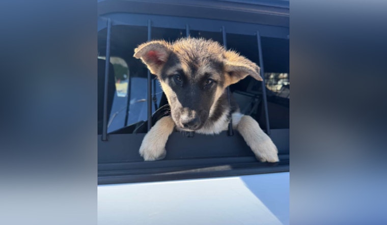 Houston Deputy Pops 'Suspicious' Suitcase, Finds Crying Pup Stuffed Inside