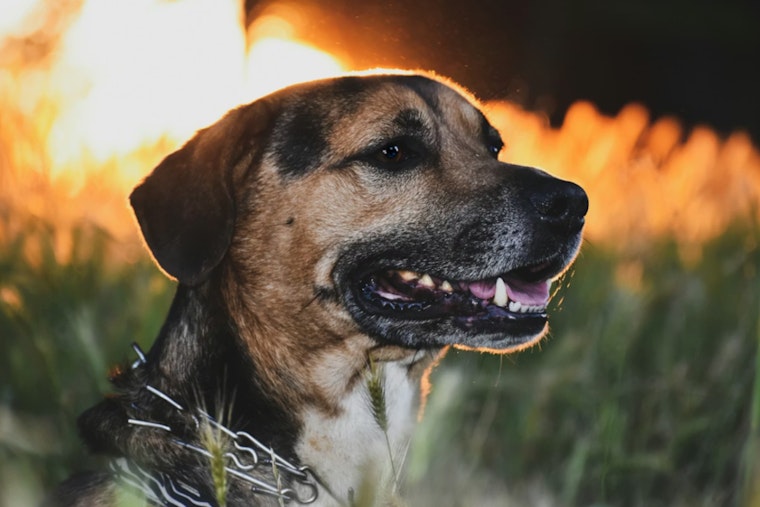 Houston Firefighters Rescue Dog Amid Total Loss of Alief Home in Early Morning Blaze