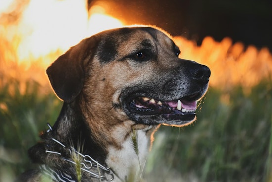 Houston Firefighters Rescue Dog Amid Total Loss of Alief Home in Early Morning Blaze