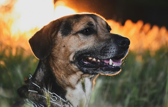 Houston Firefighters Rescue Dog Amid Total Loss of Alief Home in Early Morning Blaze