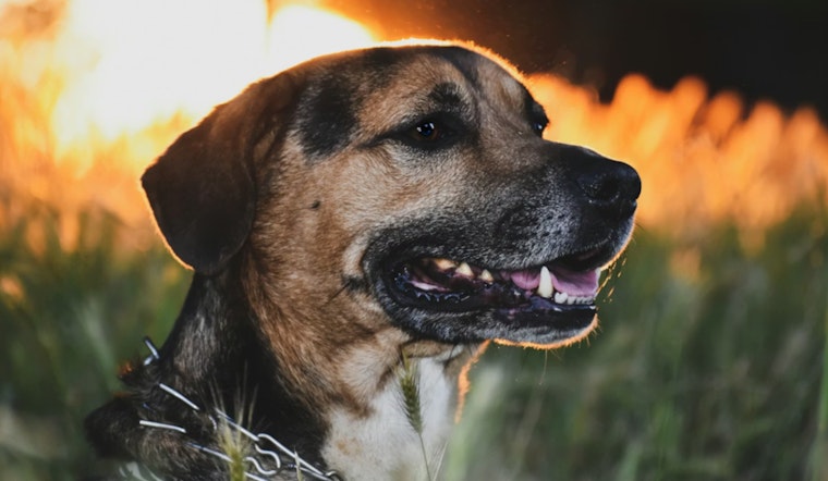 Houston Firefighters Rescue Dog Amid Total Loss of Alief Home in Early Morning Blaze