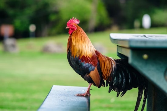 I-70 Bust Outside Denver Turns Routine Stop Into Roosters And Drug Drama