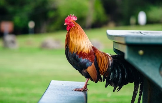 I-70 Bust Outside Denver Turns Routine Stop Into Roosters And Drug Drama