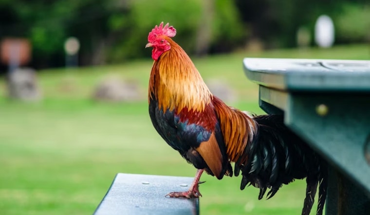 I-70 Bust Outside Denver Turns Routine Stop Into Roosters And Drug Drama