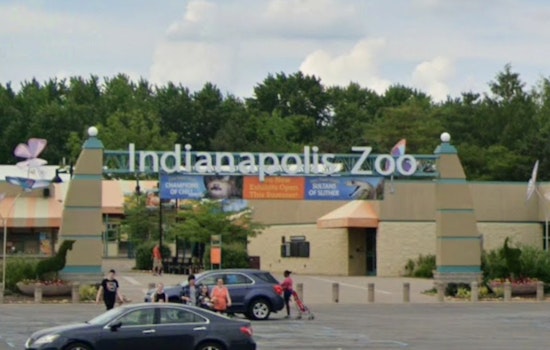 Indianapolis Zoo Celebrates Arrival of Newborn White-Handed Gibbon Amid Conservation Efforts