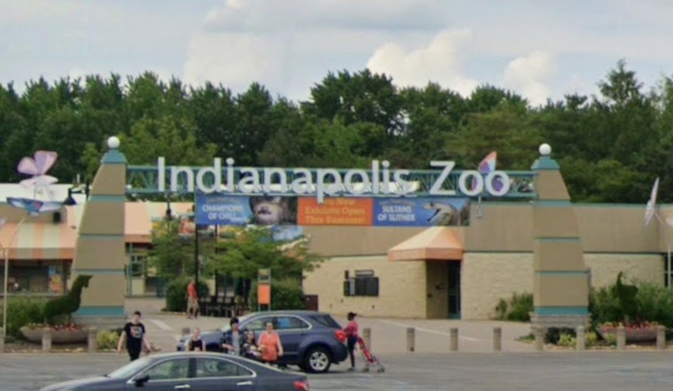 Indianapolis Zoo Celebrates Arrival of Newborn White-Handed Gibbon Amid Conservation Efforts