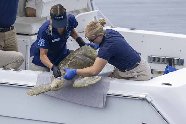 Injured Sea Turtles Get Front-Row Care as Long Beach Aquarium Expands