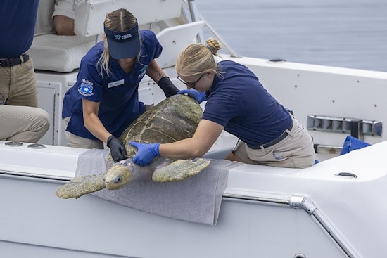 Injured Sea Turtles Get Front-Row Care as Long Beach Aquarium Expands Rehab Space