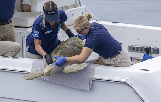 Injured Sea Turtles Get Front-Row Care as Long Beach Aquarium Expands Rehab Space