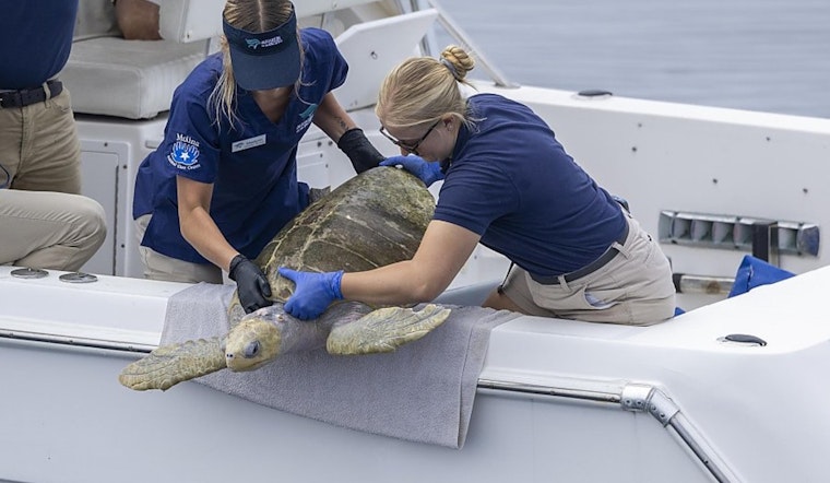 Injured Sea Turtles Get Front-Row Care as Long Beach Aquarium Expands