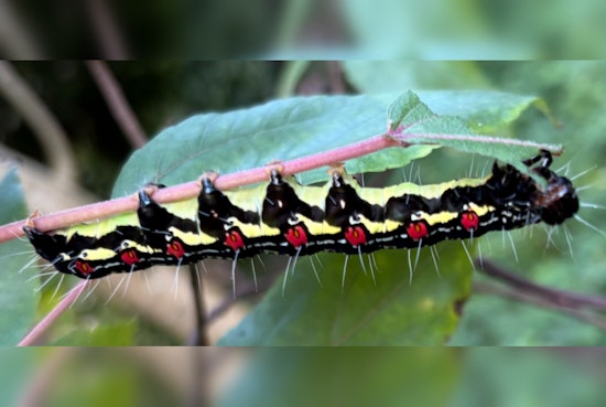 Invasive Ramie Moth Caterpillar Detected on Kauaʻi, Prompting Swift Response to Protect Native Hawaiian Flora