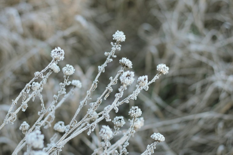 Jacksonville Prepares for Frost Advisory as NWS Warns of Incoming Cold Snap