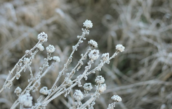 Jacksonville Prepares for Frost Advisory as NWS Warns of Incoming Cold Snap