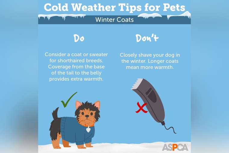 Jacksonville Rallies Against Unseasonable Chill, City Offers Warming Centers & Pet Safety Tips