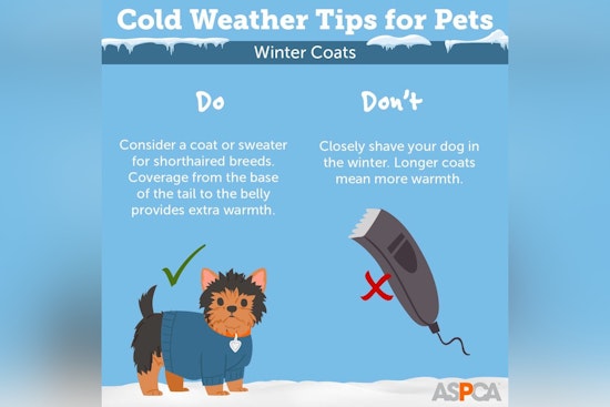 Jacksonville Rallies Against Unseasonable Chill, City Offers Warming Centers & Pet Safety Tips