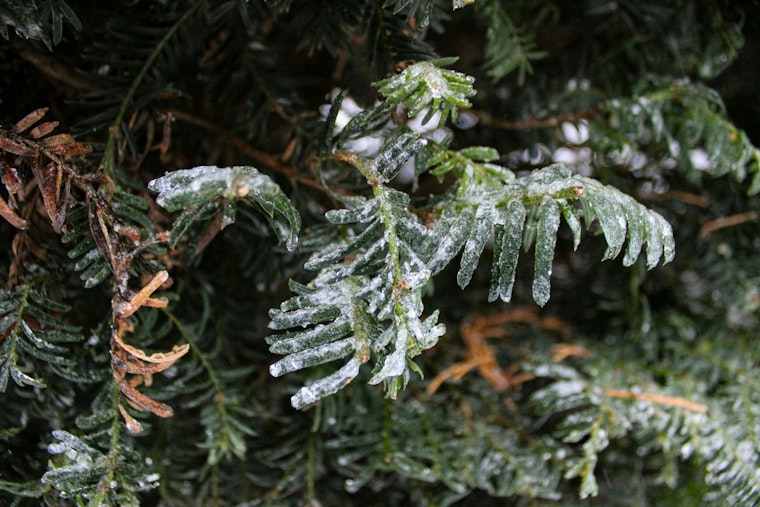 Jacksonville Weather Service Issues Cold Snap Warnings and Advises Protective Measures for Northeast Florida