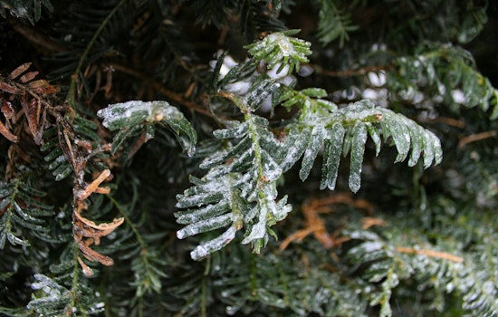 Jacksonville Weather Service Issues Cold Snap Warnings and Advises Protective Measures for Northeast Florida