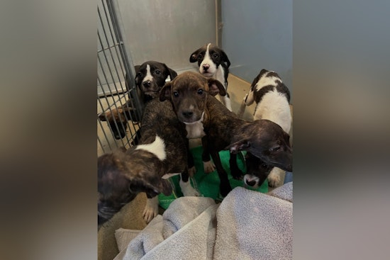 Jacksonville Welcomes Residents to Prepay and Adopt "7 Dwarves" Puppies from ACPS Shelter