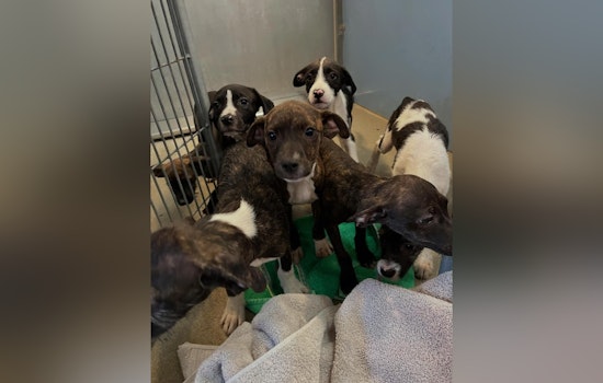 Jacksonville Welcomes Residents to Prepay and Adopt "7 Dwarves" Puppies from ACPS Shelter