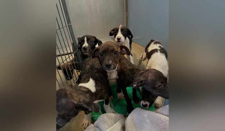 Jacksonville Welcomes Residents to Prepay and Adopt "7 Dwarves" Puppies from ACPS Shelter
