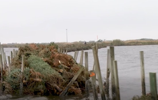 Jefferson Parish Residents Unite to Turn Christmas Trees into Coastal Defenses Against Erosion