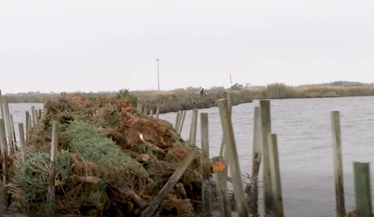 Jefferson Parish Residents Unite to Turn Christmas Trees into Coastal Defenses Against Erosion