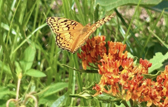 Join Raleigh's Battle Against Invasive Species at Walnut Creek Wetland Park's Awareness Day Event