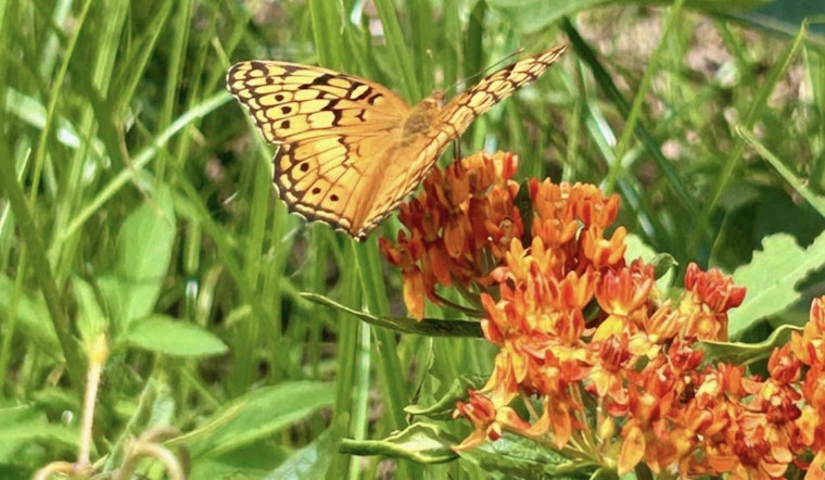 Join Raleigh's Battle Against Invasive Species at Walnut Creek Wetland Park's Awareness Day Event