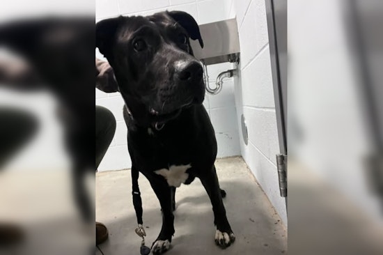 Joyful Reunion in Pineville as Lost Black Lab Named Peppa Reunited with Family