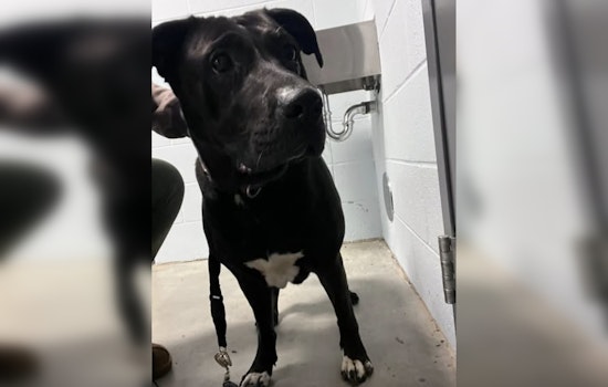 Joyful Reunion in Pineville as Lost Black Lab Named Peppa Reunited with Family