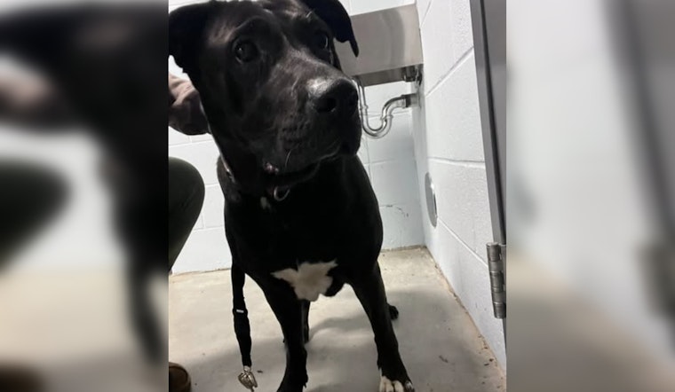 Joyful Reunion in Pineville as Lost Black Lab Named Peppa Reunited with Family